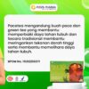 Pacetea