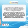 Calmagzinc